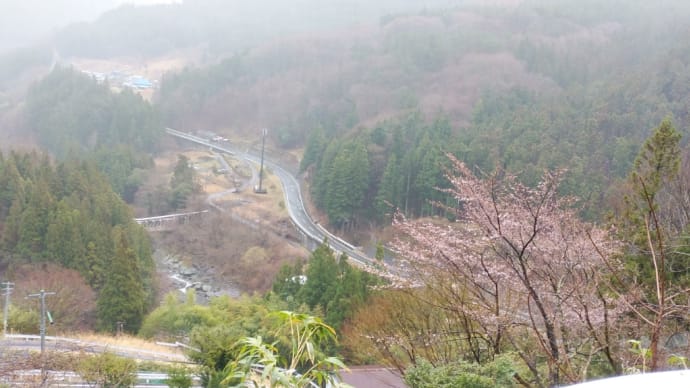 早くも桜咲く！　東祖谷・・・