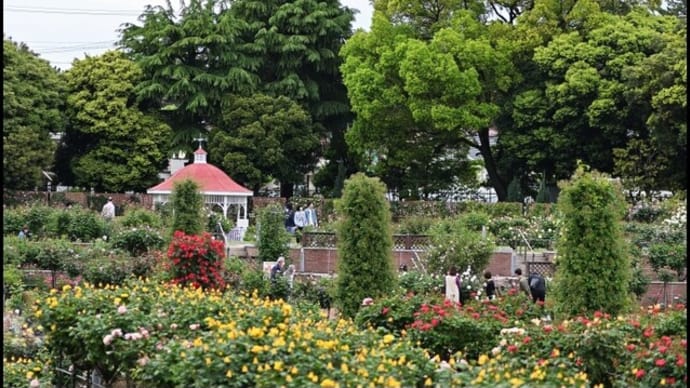 「敷島公園ばら園」の バラ