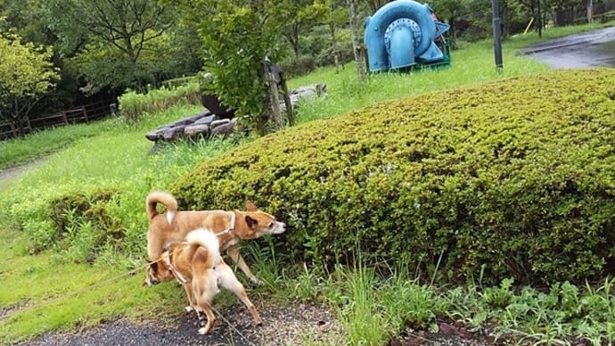 今年の夏休みは御杖から。帰り道編