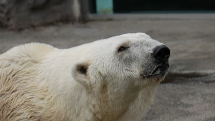 サツキさんの想い出