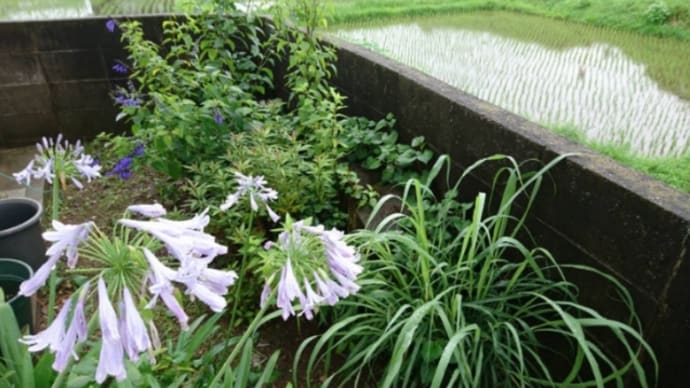 大雨