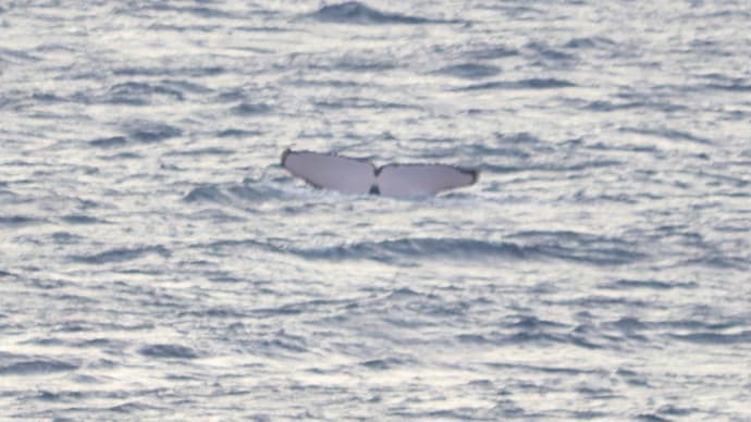 クジラの尾ビレ