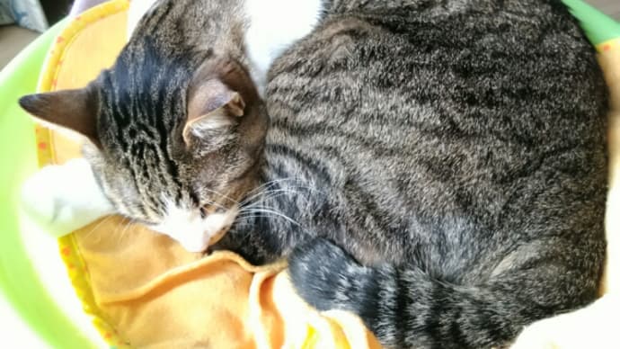 今日は休み (いや今日も)