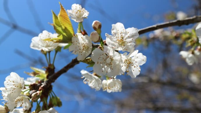 桜の花