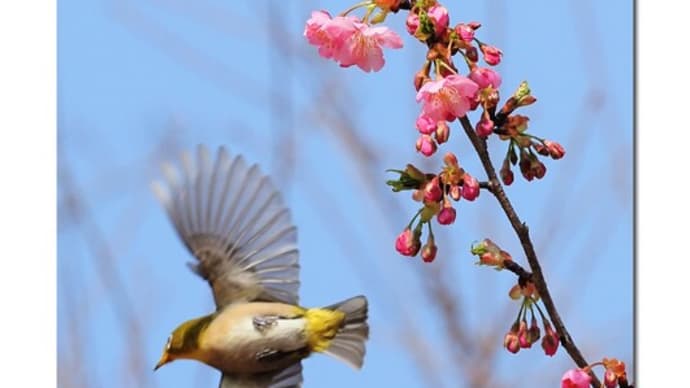 河津桜とメジロ