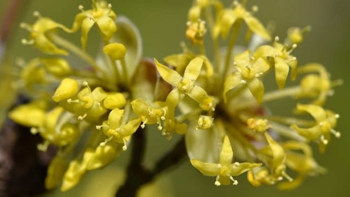 鉢植えの大実サンシュユ「ショリコ」