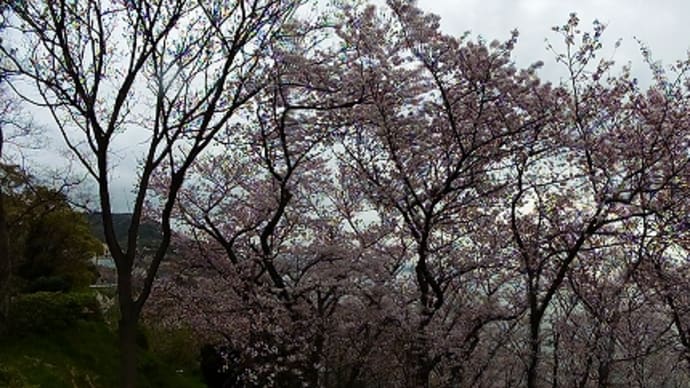 赤穂御崎の桜 2016