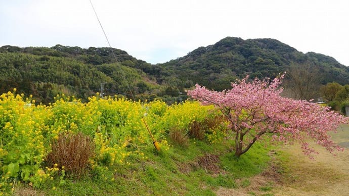 菜の花と河津桜のコラボ
