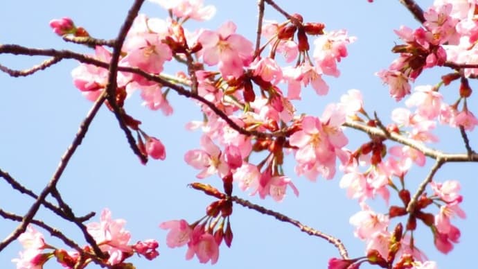 裏磐梯！山桜が咲いています！