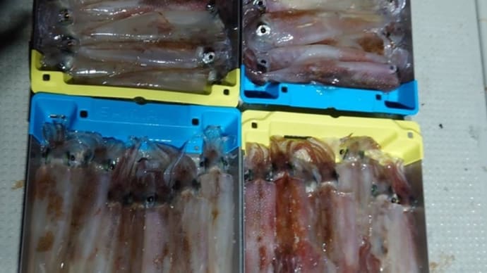 釣果情報