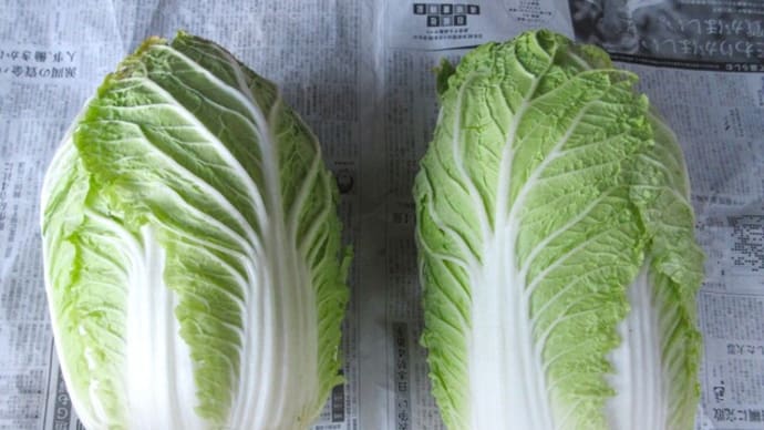 冬囲いしたハクサイ2品種を穫る