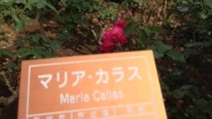 マリアカラスという薔薇をみつけました