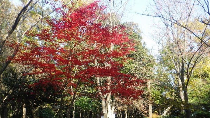 2021年11月20日(土)　茨木市立生涯学習センター主催の自然体験教室を担当。今年は阿武山へ！