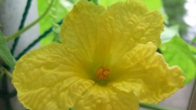 6/18、6/16 ゴーヤの花と実:3つ