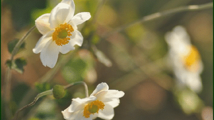 爺やんちの庭先で、白色の花を咲かせる「シュウメイギク」が今見頃を迎えて・・・