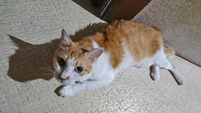 10月10日(日) 猫の麦とごまの日常日記