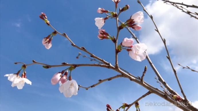 開花宣言(宿敵)