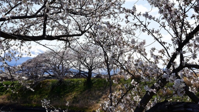 樽見鉄道沿線の桜