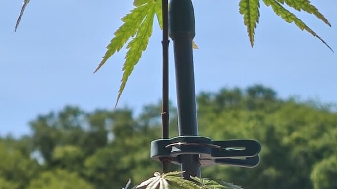 青葉を背景に青モミジすくすく