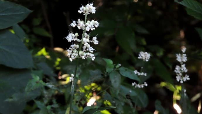 御陵の森の夏の定番白い花たち