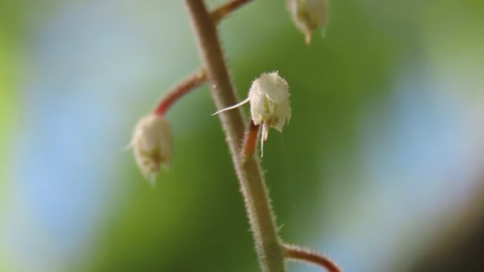 高ボッチ高原・鉢伏山で最近咲いている花　ズダヤクシュ（喘息薬種）