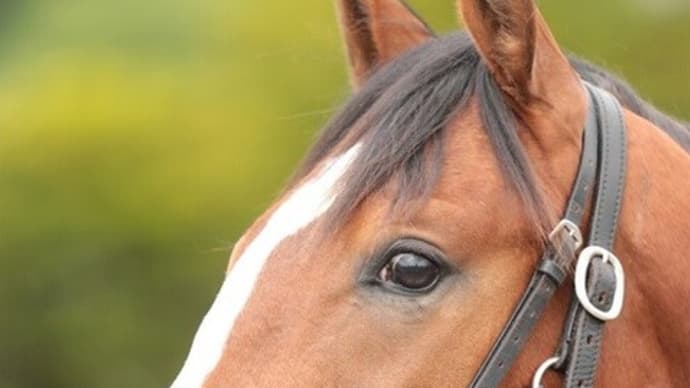 【ステラリード’20】競馬はカイザーノヴァぐらいのサイズ感で!?