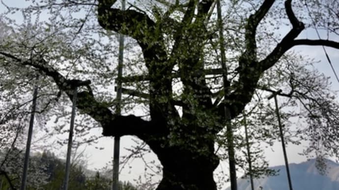 GW直前に「荘川桜」を見に行ってきました