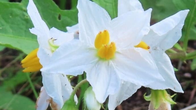 ワルナスビの花