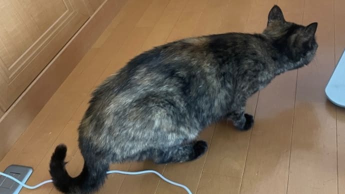 59日目、良さげに寝ていたわ〜