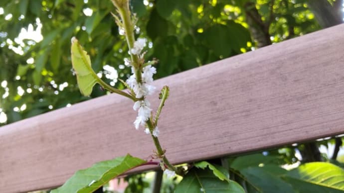 ハゴロモ：小枝に小さな白い花