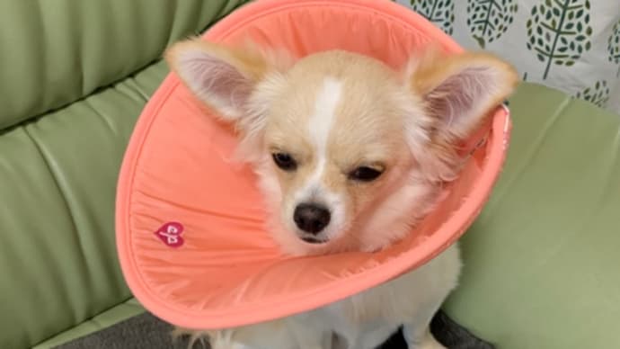らん丸手術