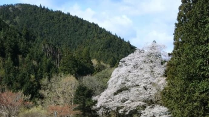 桜とSL　（大井川）