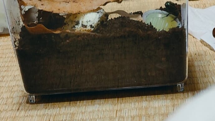 やはりか。私に似た奴だった。