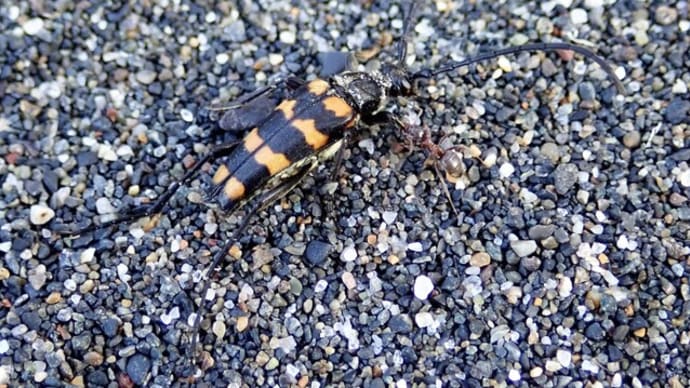 カラフトヨツスジハナカミキリ