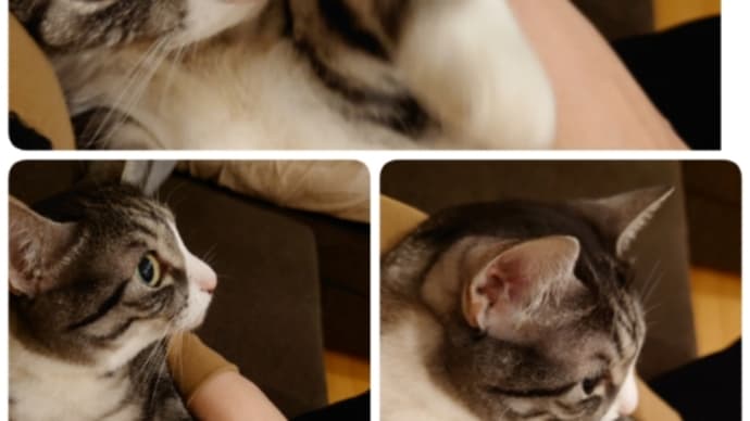 あーーずっと半額なのね(笑)