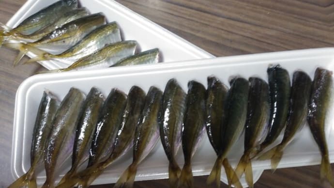 餌盗りとは何ぞや😲