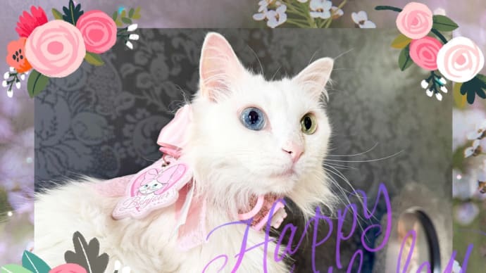 Happy Birthday Ramune ~14歳になりました~