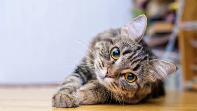 猫の日にロッシーニ(?)の《猫の二重唱》〜グルベローヴァ&カサロヴァによる名唱