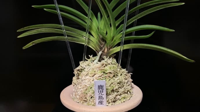 鹿児島産縞