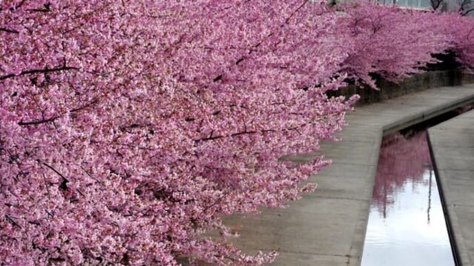 淀水路の河津桜　見ごろです