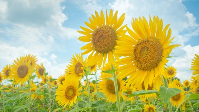 ひと夏の体験