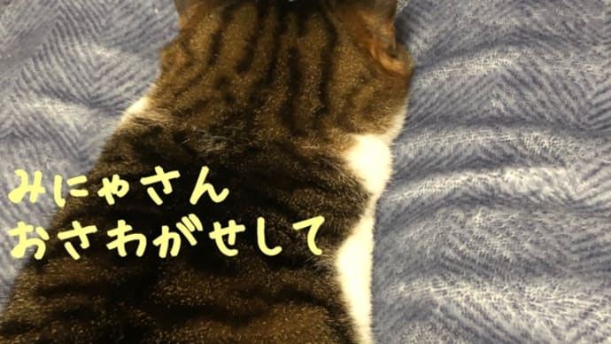 ミーが夜泣きしたから、つい…