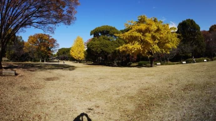 2024年11月29日(金)の皇居「北の丸公園」(2)