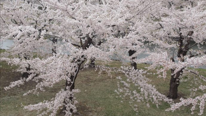五稜郭の桜、花吹雪・・・