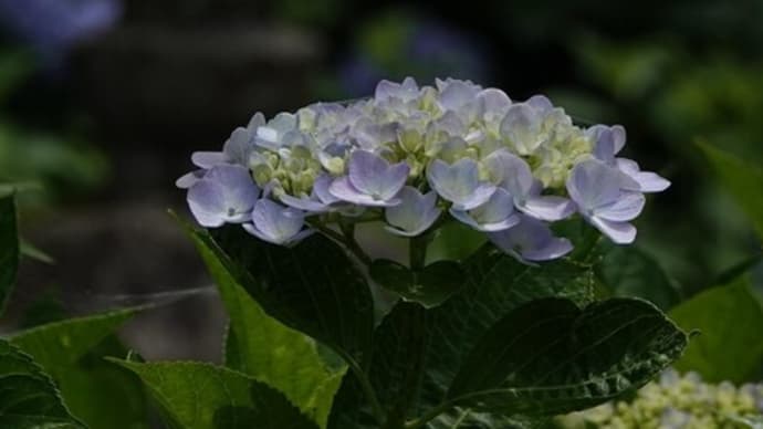 山陰の紫陽花 2023年バージョン 写真182枚