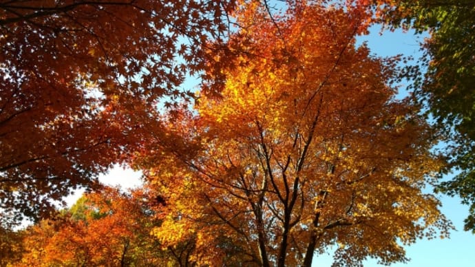 近くの山も紅葉真っ盛り