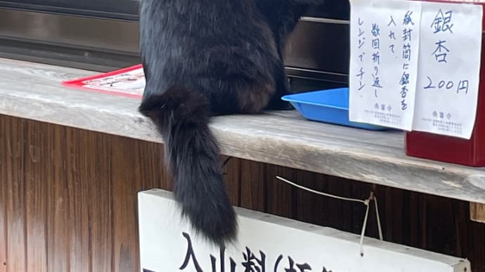 安土城のトナリの繖山(きぬがさやま)に行ってきました〜中腹の桑実寺には黒猫が〜