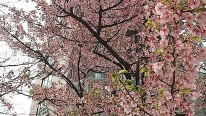サカスに、桜か梅が、咲いて〼