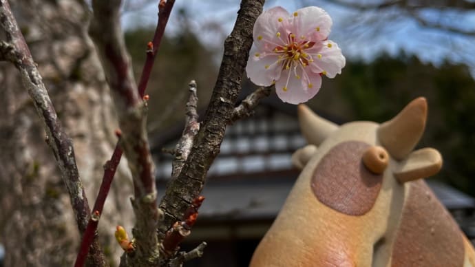 梅の花/干支うし