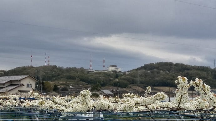 梨畑・・・白い花が満開